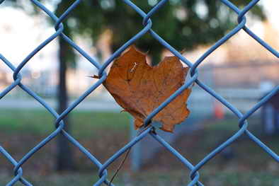 leaf in fence